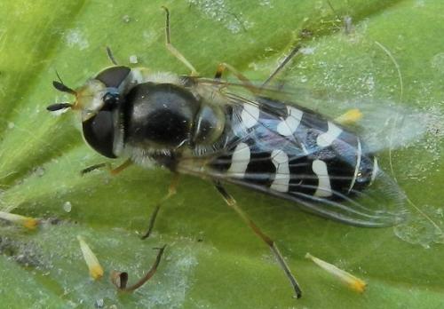 Réf. 207 534 : Scaeva pyrastri